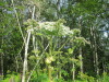 Thumbnail IMG_2729.JPG 