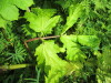 Thumbnail IMG_2730.JPG 