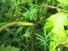 Thumbnail IMG_2731.JPG 