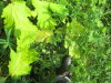 Thumbnail IMG_2732.JPG 