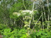 Thumbnail IMG_2733.JPG 