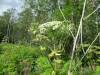 Thumbnail IMG_2734.JPG 