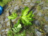 Thumbnail IMG_2735.JPG 