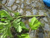 Thumbnail IMG_2736.JPG 