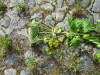 Thumbnail IMG_2737.JPG 