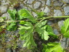 Thumbnail IMG_2738.JPG 