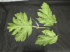 Thumbnail IMG_3276.JPG 