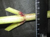 Thumbnail IMG_3278.JPG 