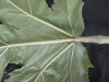 Thumbnail IMG_3280.JPG 