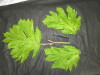 Thumbnail IMG_3281.JPG 