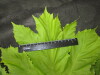 Thumbnail IMG_3282.JPG 
