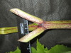 Thumbnail IMG_3283.JPG 