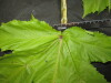 Thumbnail IMG_3284.JPG 