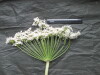 Thumbnail IMG_3285.JPG 