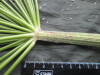 Thumbnail IMG_3286.JPG 