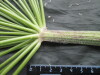 Thumbnail IMG_3287.JPG 