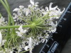 Thumbnail IMG_3288.JPG 