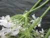 Thumbnail IMG_3289.JPG 