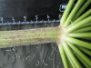 Thumbnail IMG_3290.JPG 