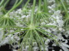 Thumbnail IMG_3292.JPG 