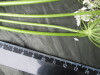 Thumbnail IMG_3293.JPG 