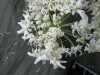 Thumbnail IMG_3295.JPG 