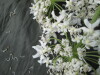 Thumbnail IMG_3296.JPG 