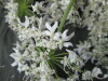 Thumbnail IMG_3297.JPG 