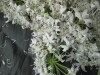 Thumbnail IMG_3298.JPG 