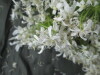 Thumbnail IMG_3299.JPG 