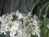 Thumbnail IMG_3300.JPG 