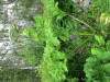 Thumbnail IMG_2743.JPG 