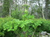 Thumbnail IMG_2744.JPG 