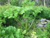 Thumbnail IMG_2745.JPG 
