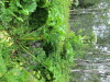 Thumbnail IMG_2746.JPG 