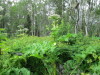 Thumbnail IMG_2747.JPG 
