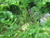 Thumbnail IMG_2748.JPG 
