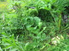 Thumbnail IMG_2749.JPG 