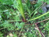 Thumbnail IMG_2750.JPG 
