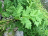 Thumbnail IMG_2751.JPG 