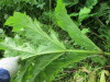 Thumbnail IMG_2752.JPG 