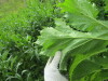 Thumbnail IMG_2753.JPG 