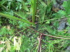 Thumbnail IMG_2754.JPG 