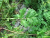 Thumbnail IMG_2755.JPG 