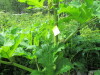 Thumbnail IMG_2756.JPG 