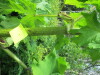 Thumbnail IMG_2757.JPG 