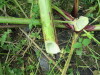 Thumbnail IMG_2760.JPG 