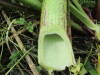 Thumbnail IMG_2761.JPG 