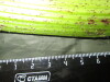 Thumbnail IMG_3193.JPG 