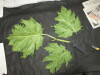 Thumbnail IMG_3198.JPG 